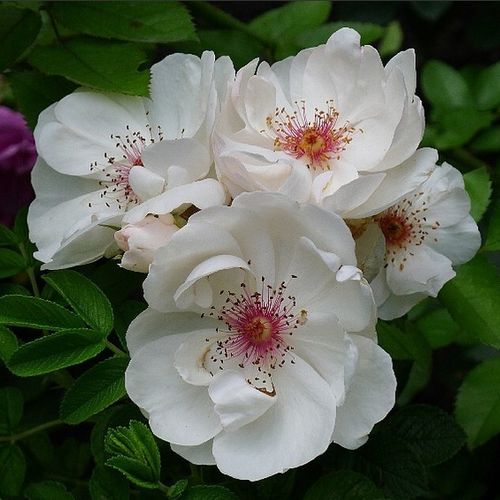 Gärtnerei - Rosa Jacqueline du Pré™ - weiß - floribundarosen - stark duftend - Harkness & Co. Ltd - Stark fruchtig duftende Rose mit anhaltender Blütezeit.